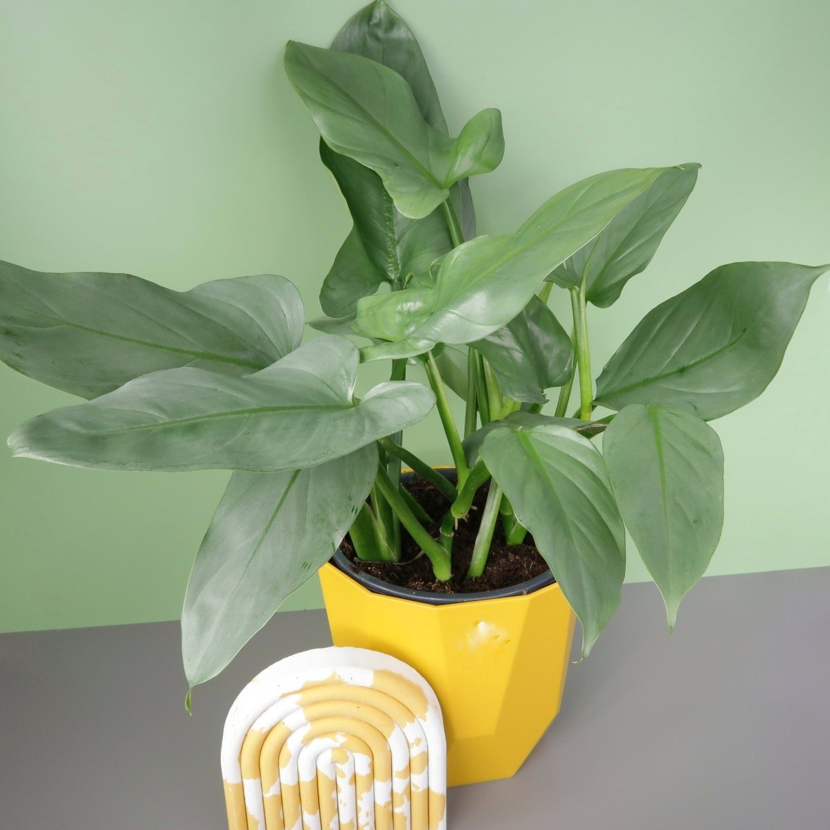 Philodendron Hastatum Silver Sword – unvergleichliche Ausstrahlung