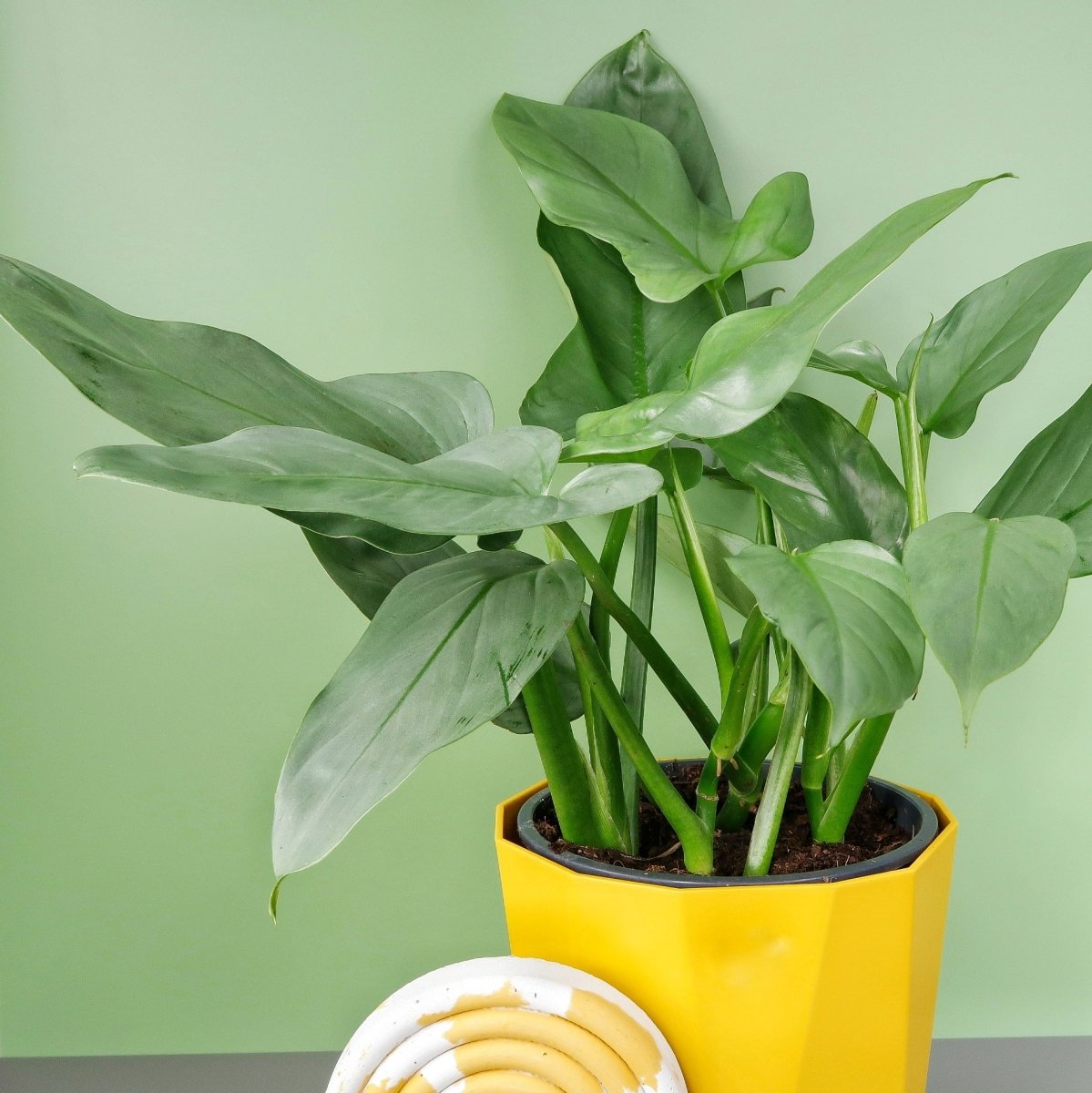 Philodendron Hastatum Silver Sword, beliebte Dschungelpflanze