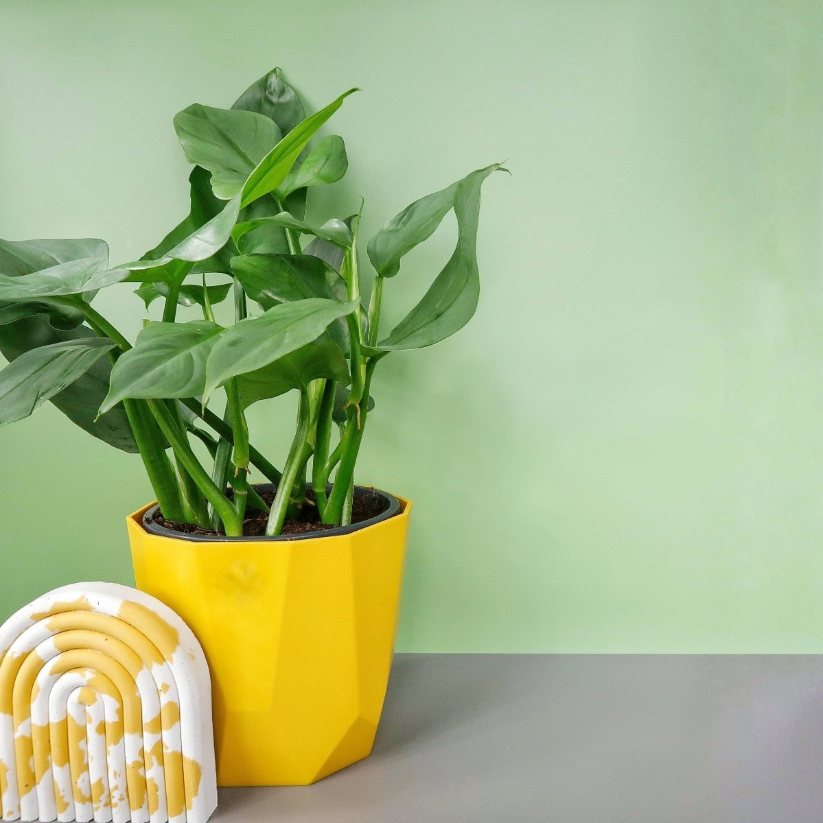 Philodendron Hastatum Silver Sword – aus tropischen Wäldern Amerikas