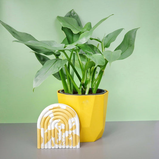 Philodendron Hastatum Silver Sword – Zimmerpflanze mit schwertförmigen Blättern – potflourri