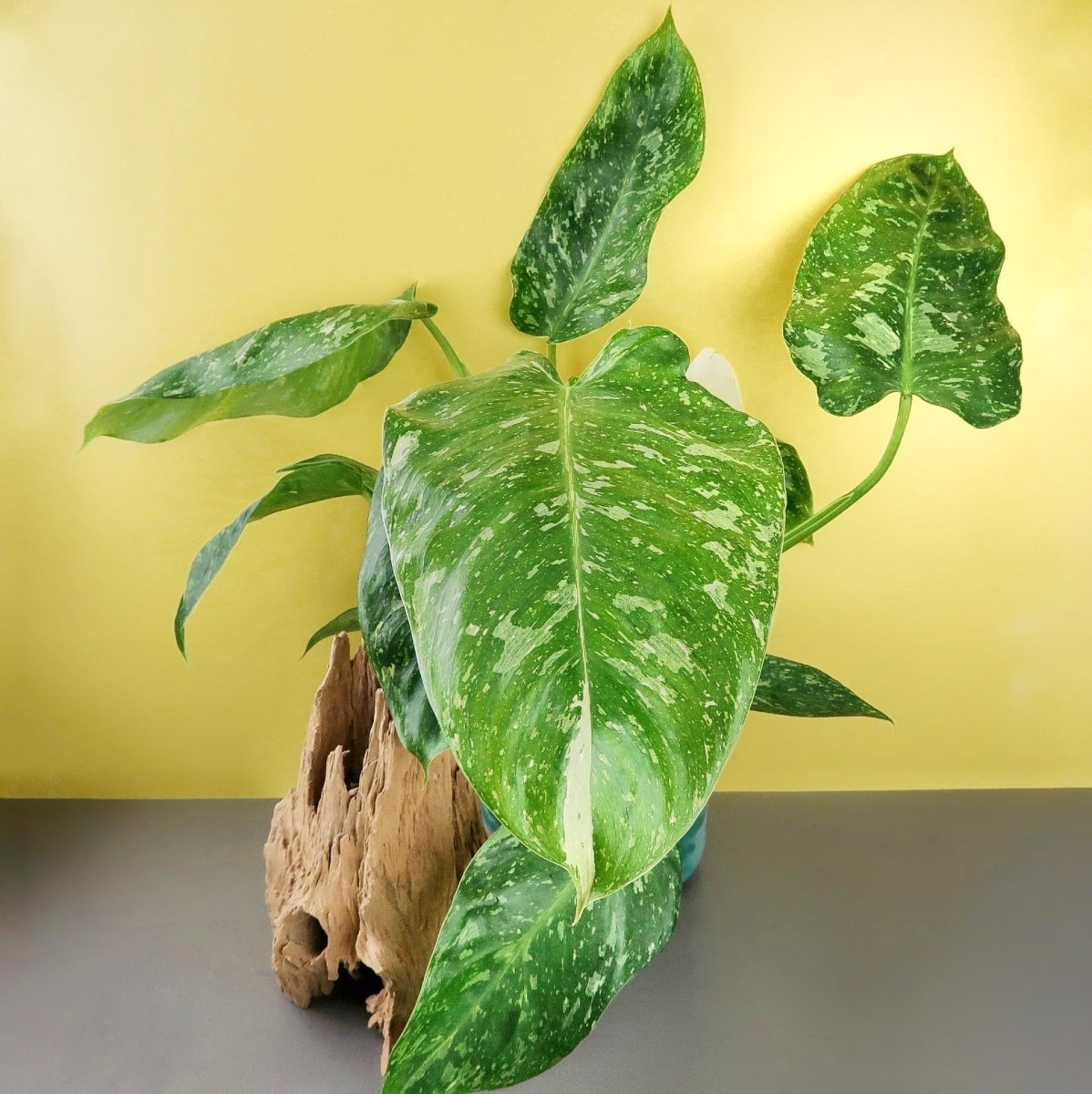 Philodendron Jose Buono, elegantes Statement fürs Zuhause