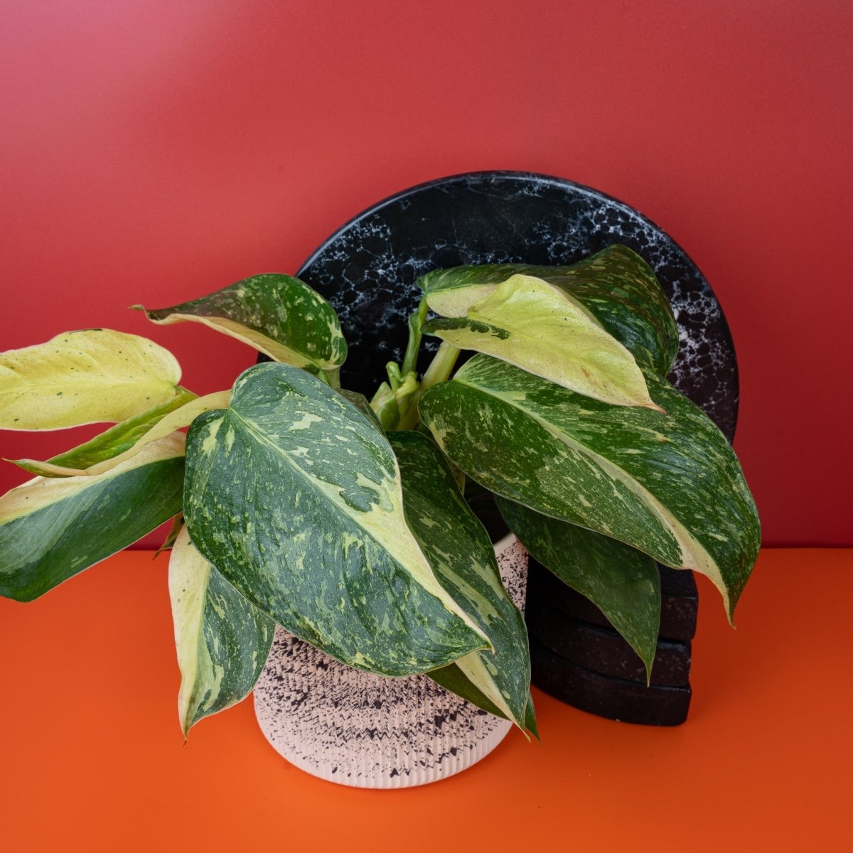 Philodendron Jose Buono – Blattstiel und Ansatz der Sprossachse – potflourri