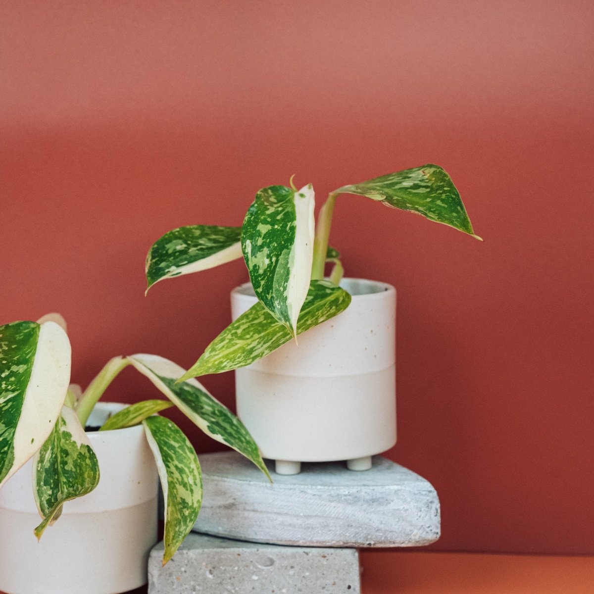 Philodendron Jose Buono – lanzenförmiges Blatt auf mittelgrünem Grund – potflourri