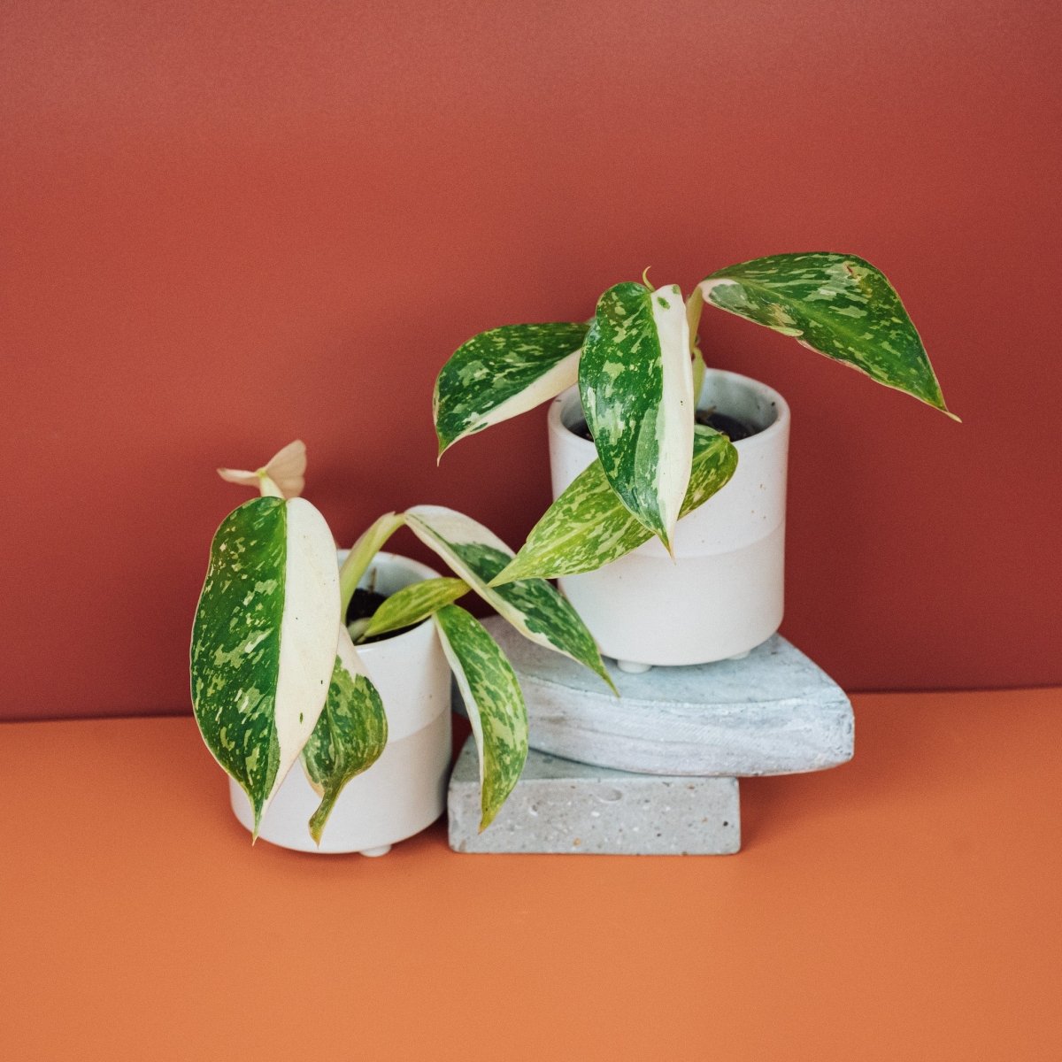 Philodendron Jose Buono – panaschierte Zimmerpflanze der Familie Araceae – potflourri