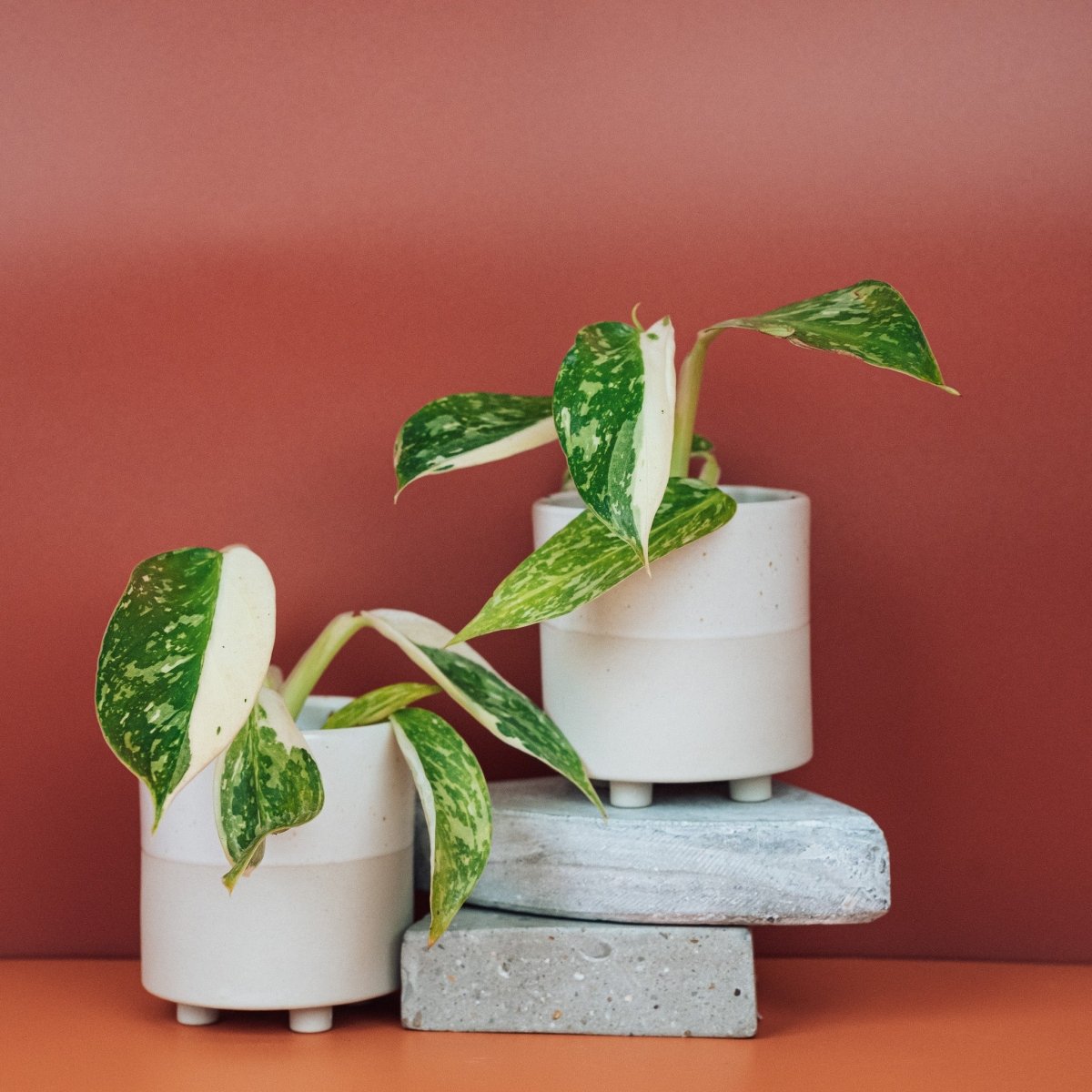 Philodendron Jose Buono – unregelmäßige Sektorenpanaschierung – potflourri