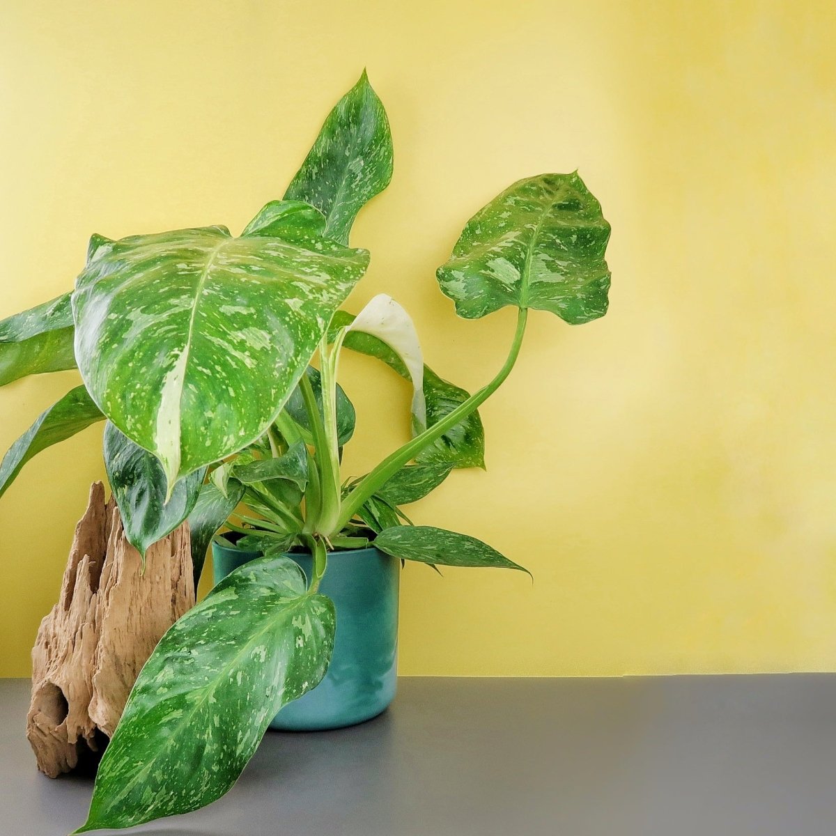Philodendron Jose Buono, kletternde Wuchsform