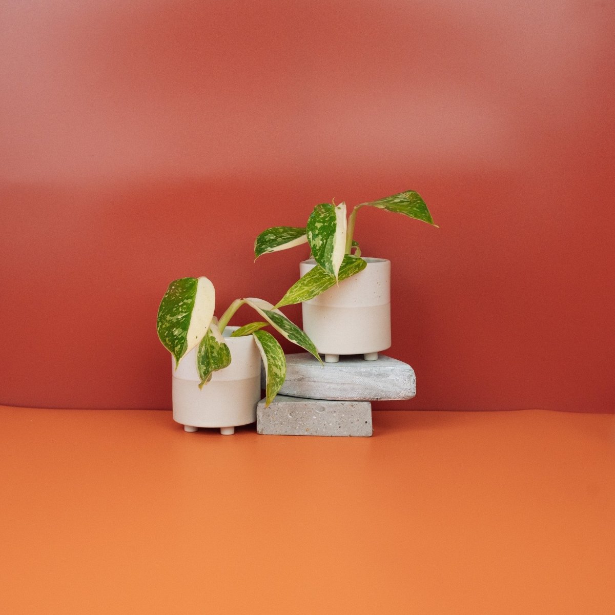 Philodendron Jose Buono – cremeweiß panaschiertes Blatt – potflourri