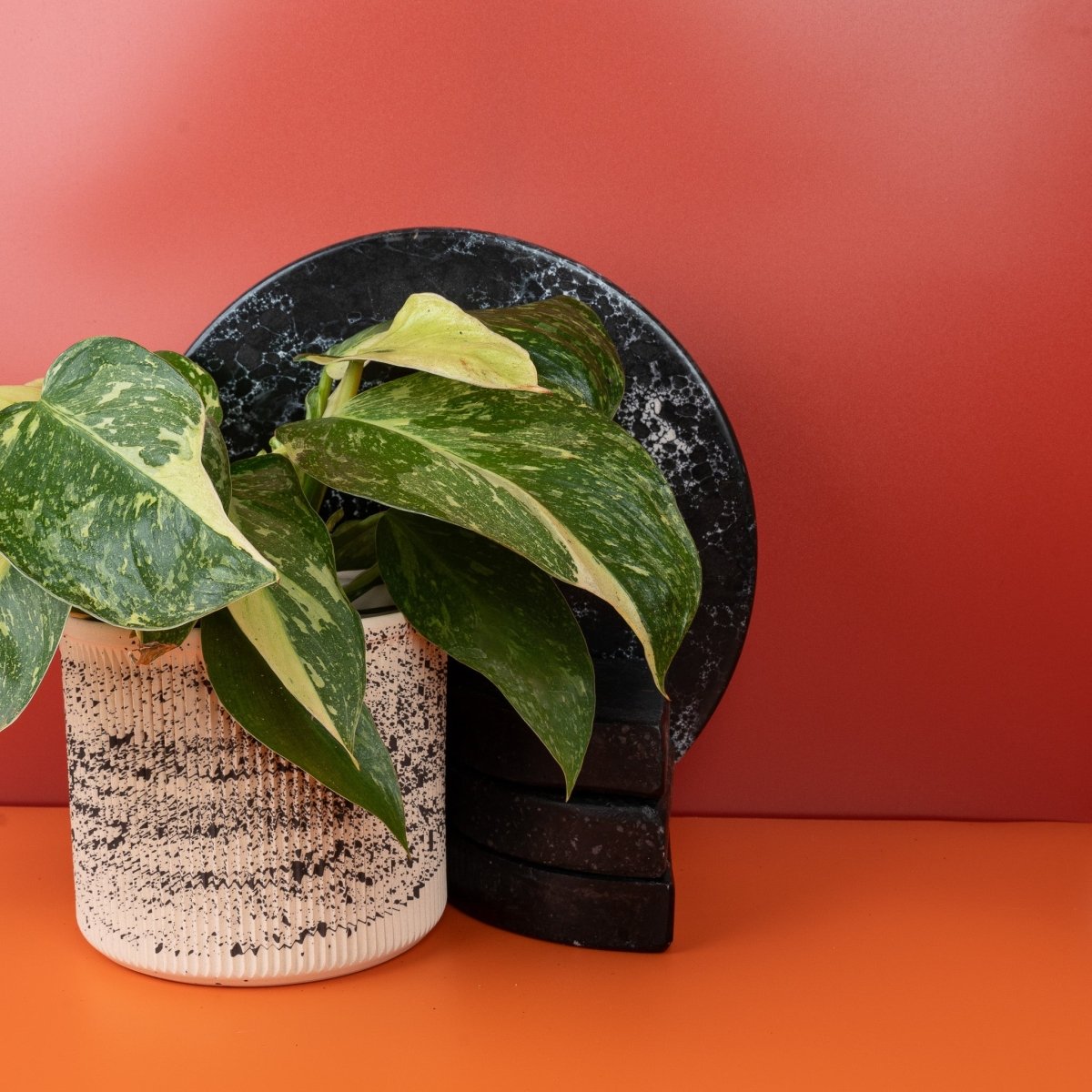 Philodendron Jose Buono – Blatt mit hohem Anteil heller Zeichnung – potflourri