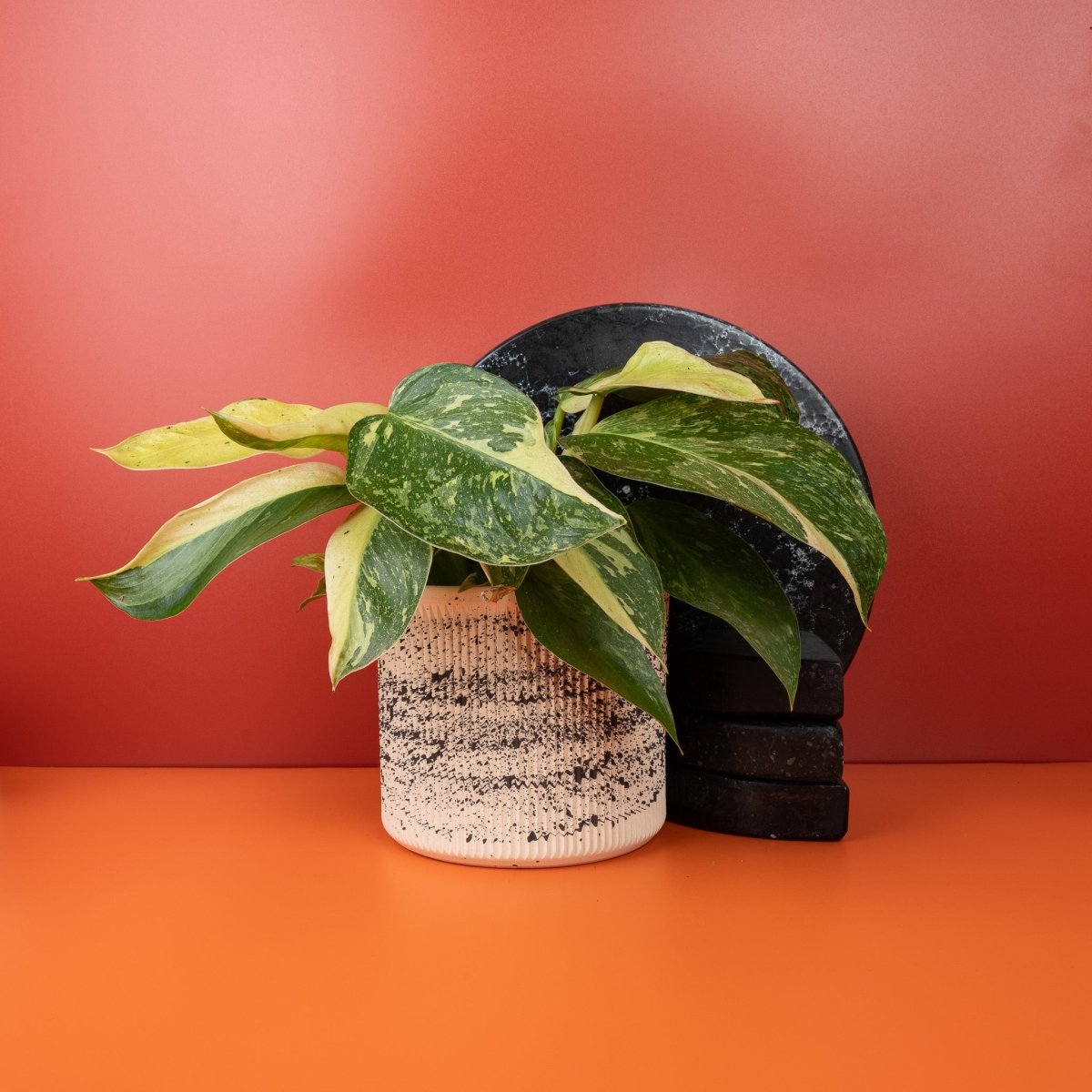 Philodendron Jose Buono – Jungpflanze im Anzuchttopf – potflourri