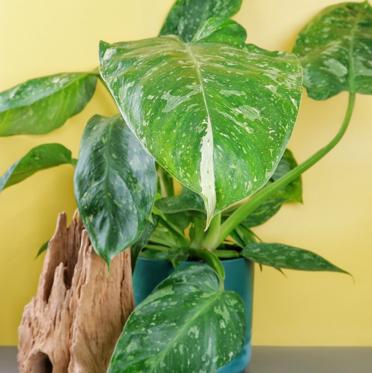 Philodendron Jose Buono als Hängepflanze