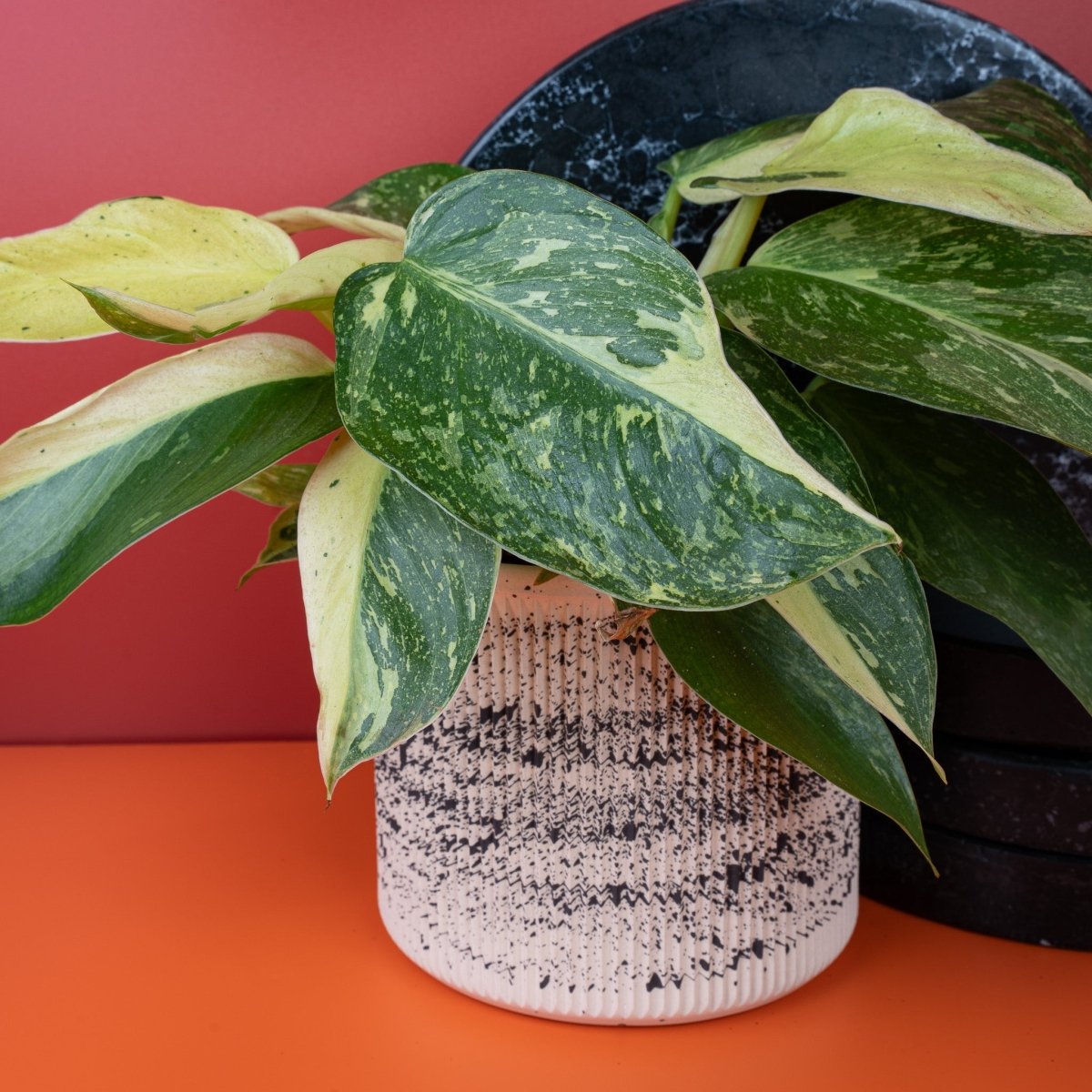 Philodendron Jose Buono – Trieb mit mehreren panaschierten Blättern – potflourri