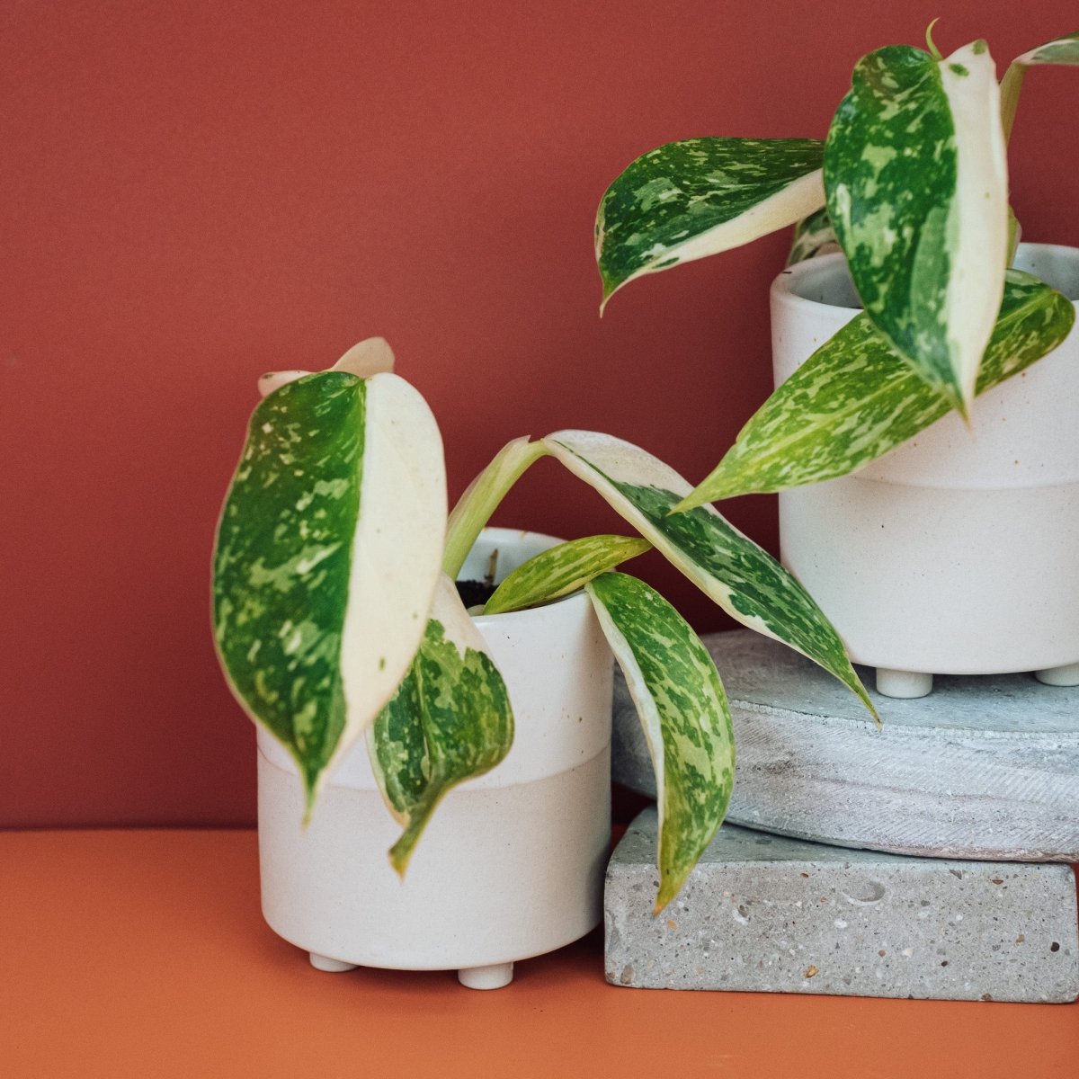 Philodendron Jose Buono – kletternde Aroide mit Luftwurzeln – potflourri
