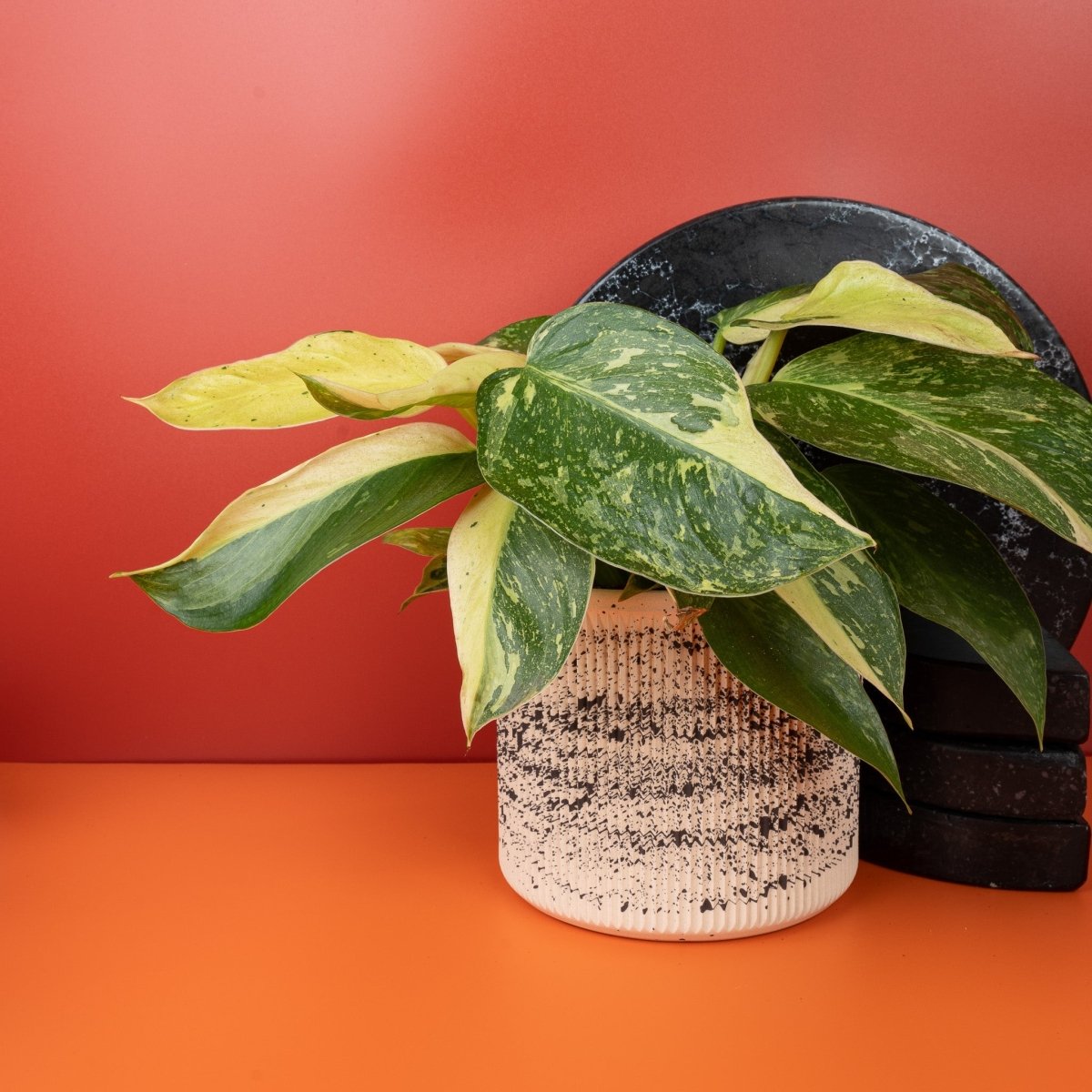 Philodendron Jose Buono – großblättriges Exemplar mit weißer Zeichnung – potflourri