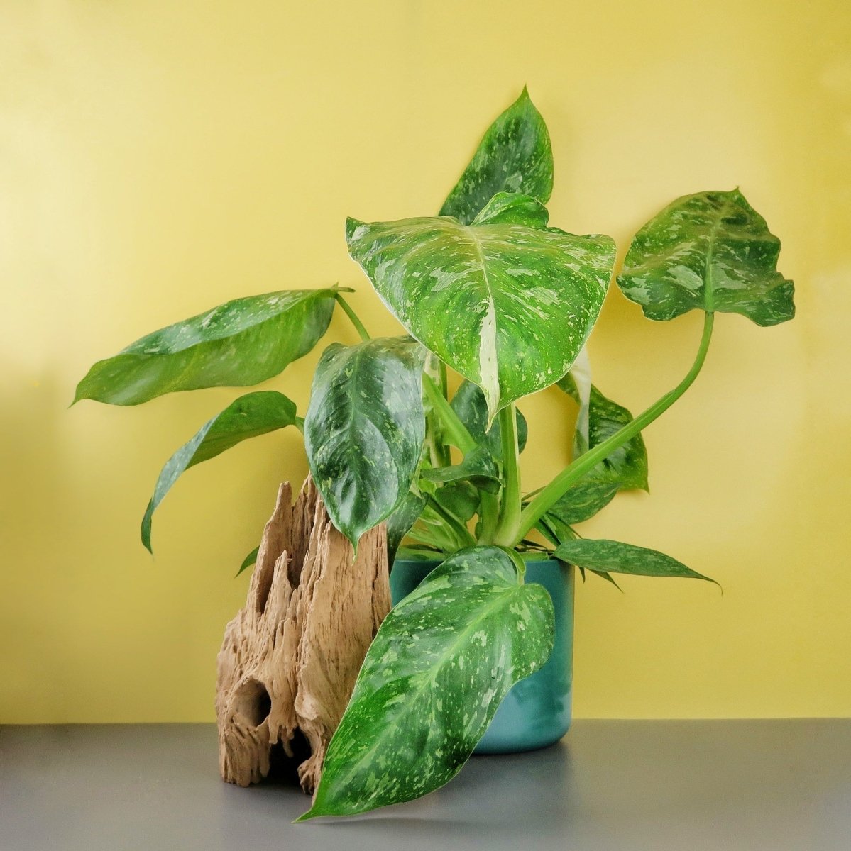 Philodendron Jose Buono – Zimmerpflanze mit weißen Flecken – potflourri
