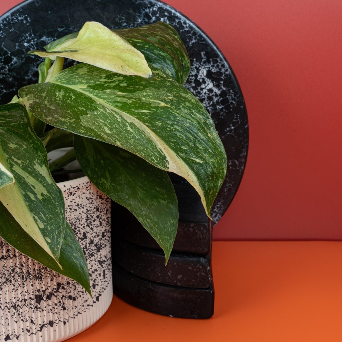 Philodendron Jose Buono – Sammlerpflanze mit variabler Panaschierung – potflourri