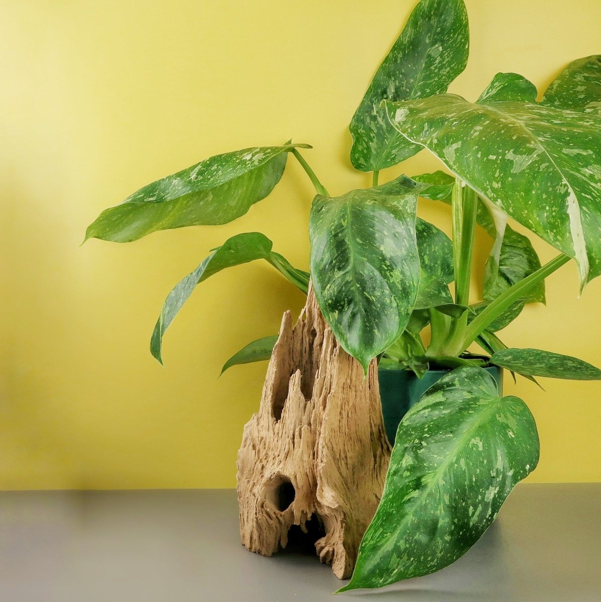 Philodendron Jose Buono, spitze, lanzenförmige Blätter
