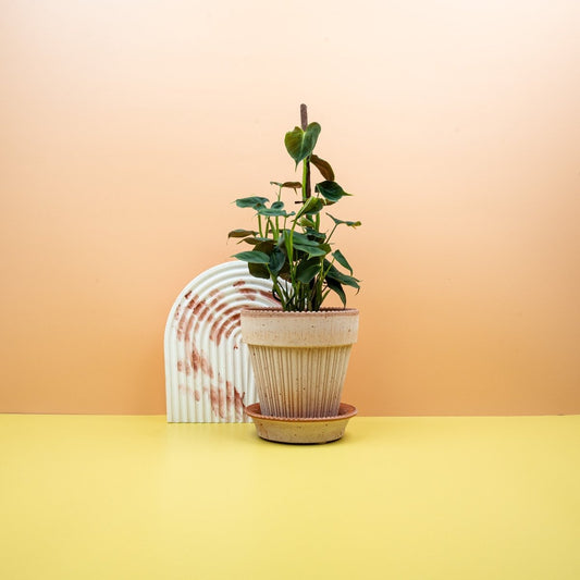 Philodendron Lupinum, samtige herzförmige Blätter – potflourri