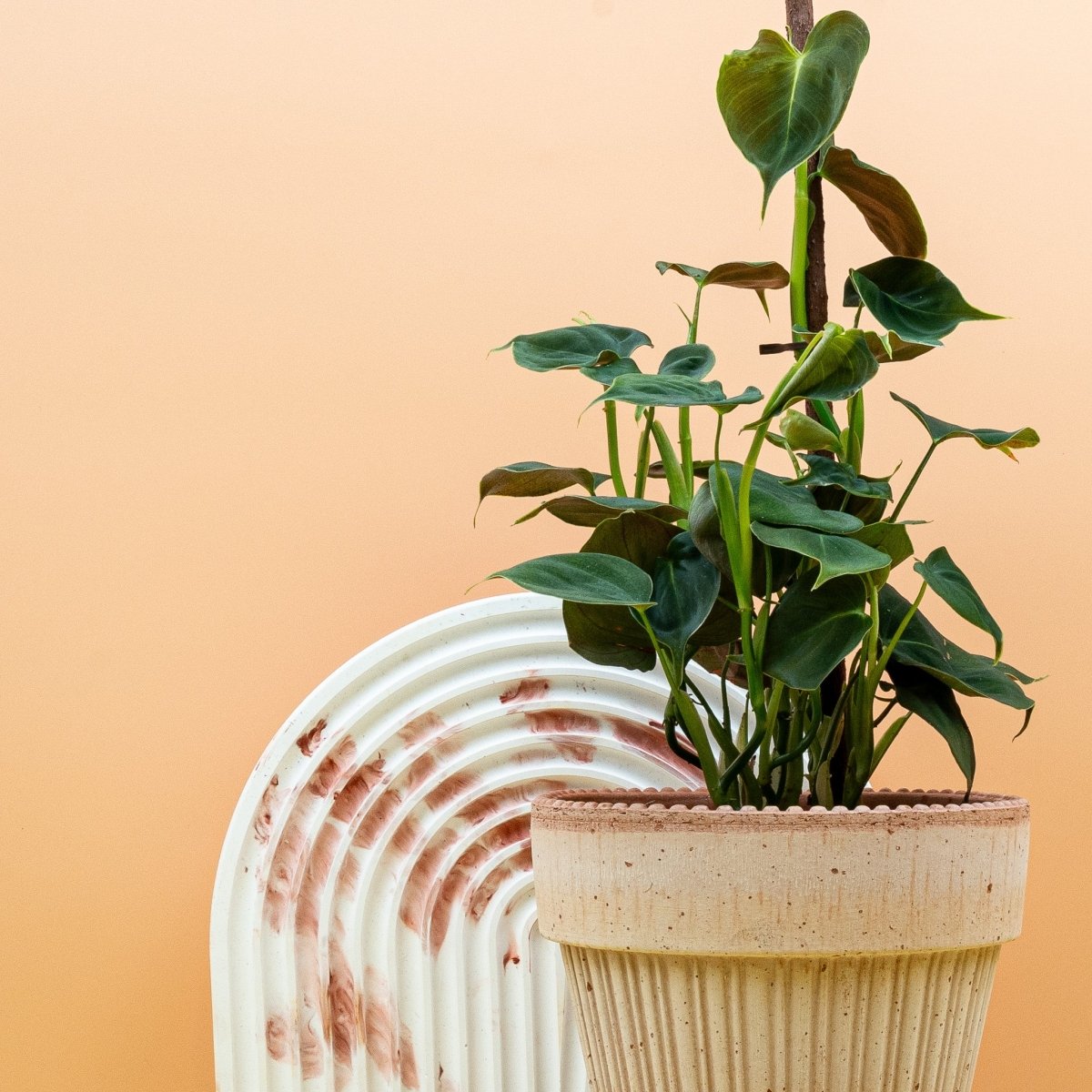 Philodendron Lupinum im Topf