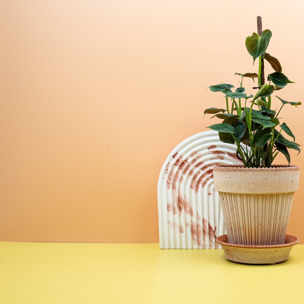 Philodendron Lupinum, junges zartes Blatt