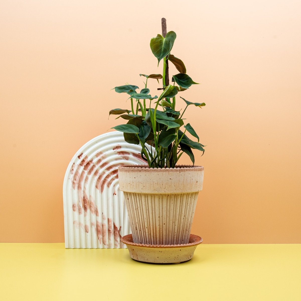 Philodendron Lupinum, reifes Blatt mit fester Textur