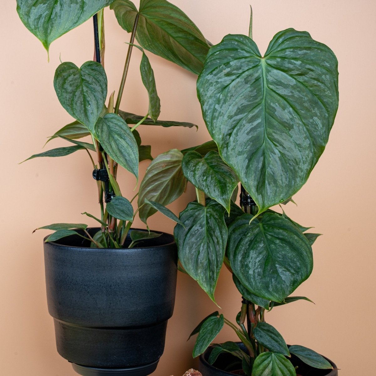 Philodendron Majestic, glänzende Blattoberfläche