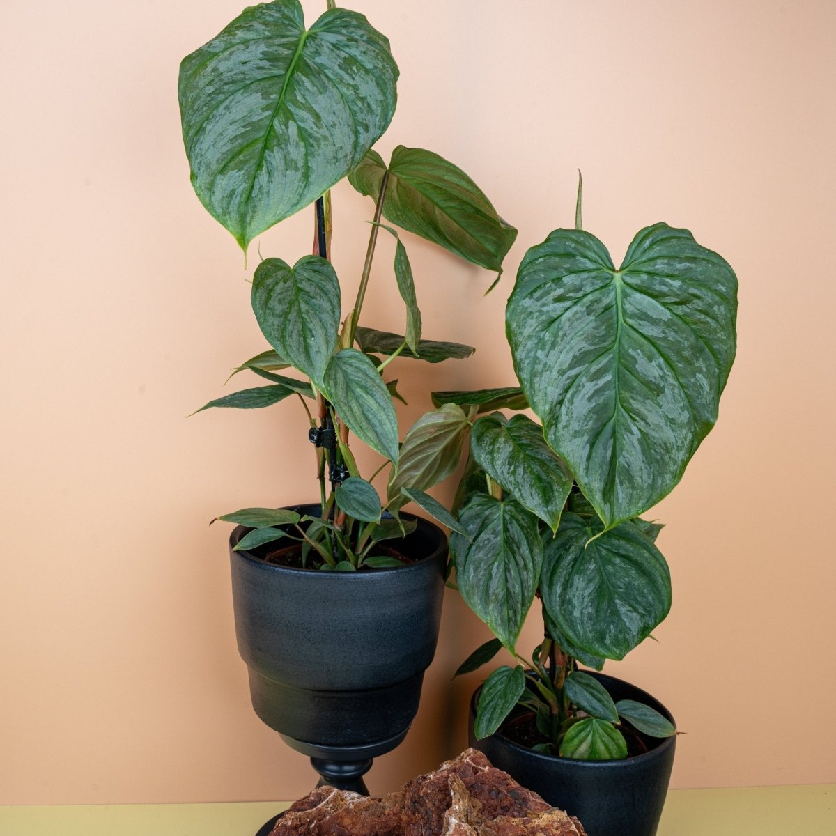 Philodendron Majestic, junges Blatt im Wachstum
