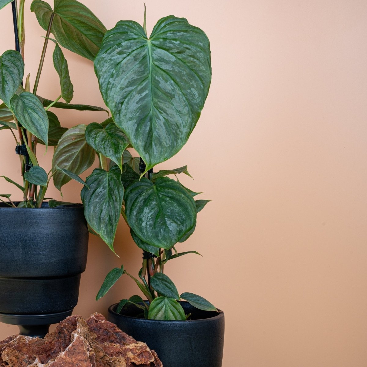 Philodendron Majestic, individuelle Blattzeichnung im Detail