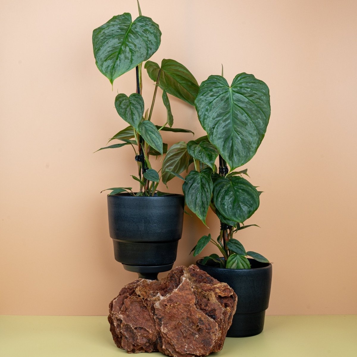 Philodendron Majestic, glänzende Blätter mit silbernem Muster – potflourri
