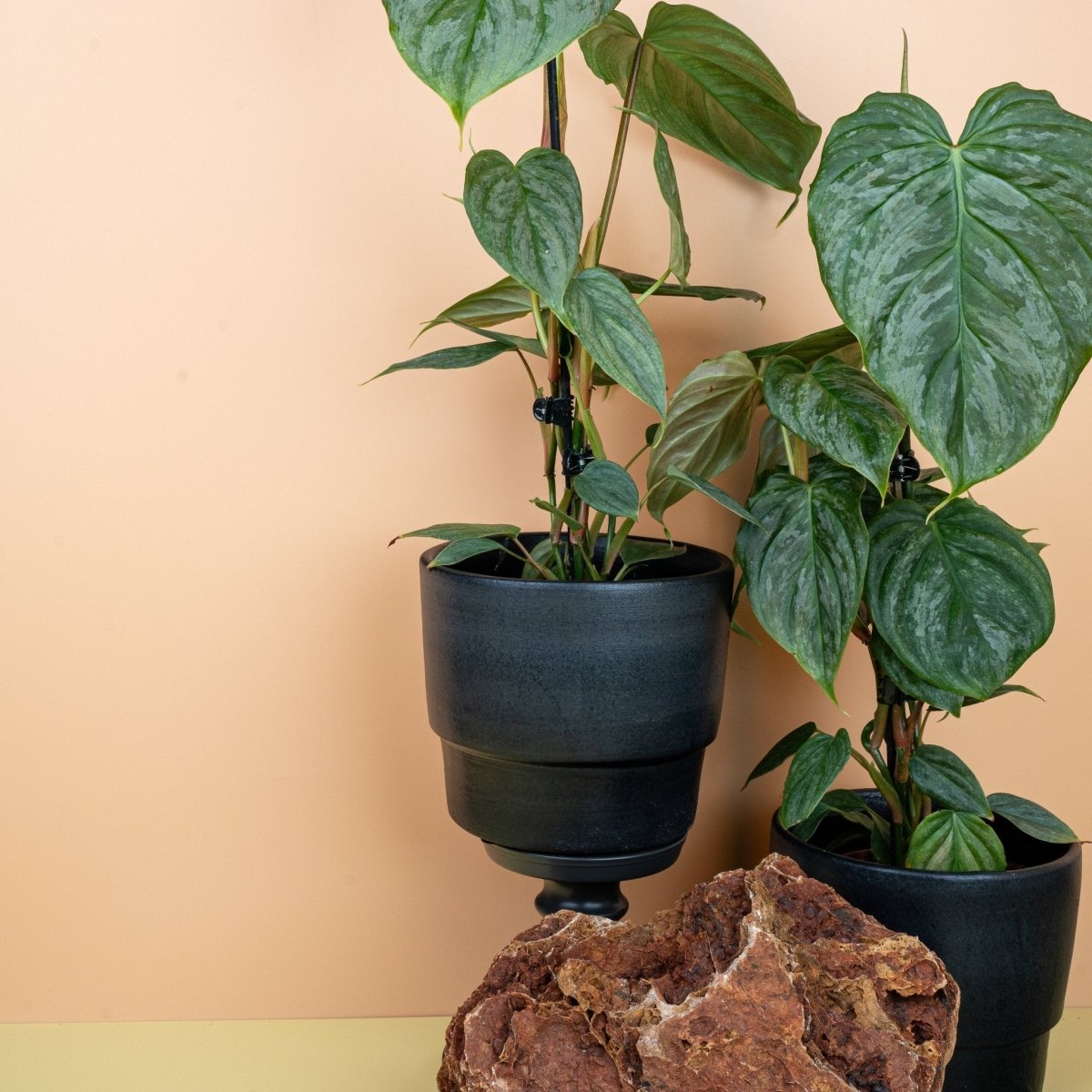 Philodendron Majestic, seltene Philodendren-Rarität