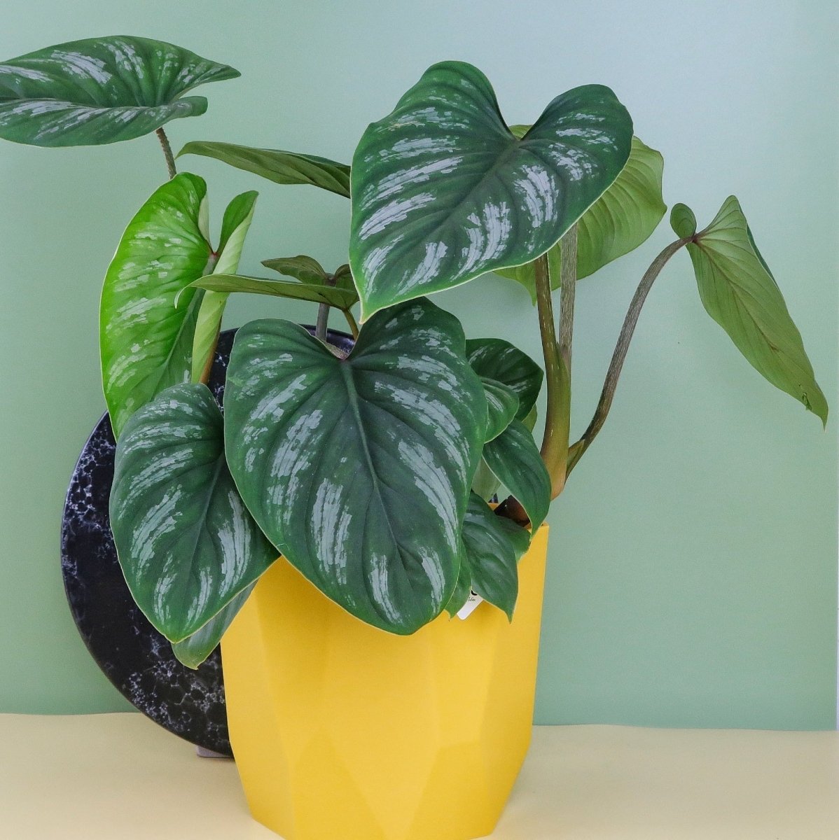 Philodendron Mamei – elegante Erscheinung