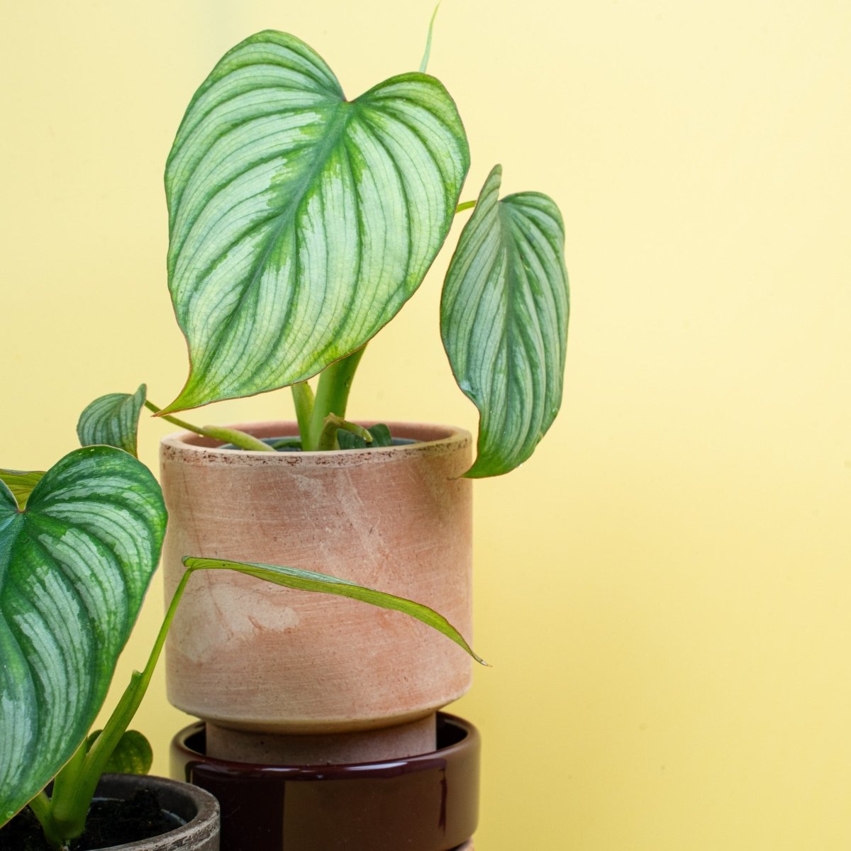 Philodendron Mamei – Ansicht 16