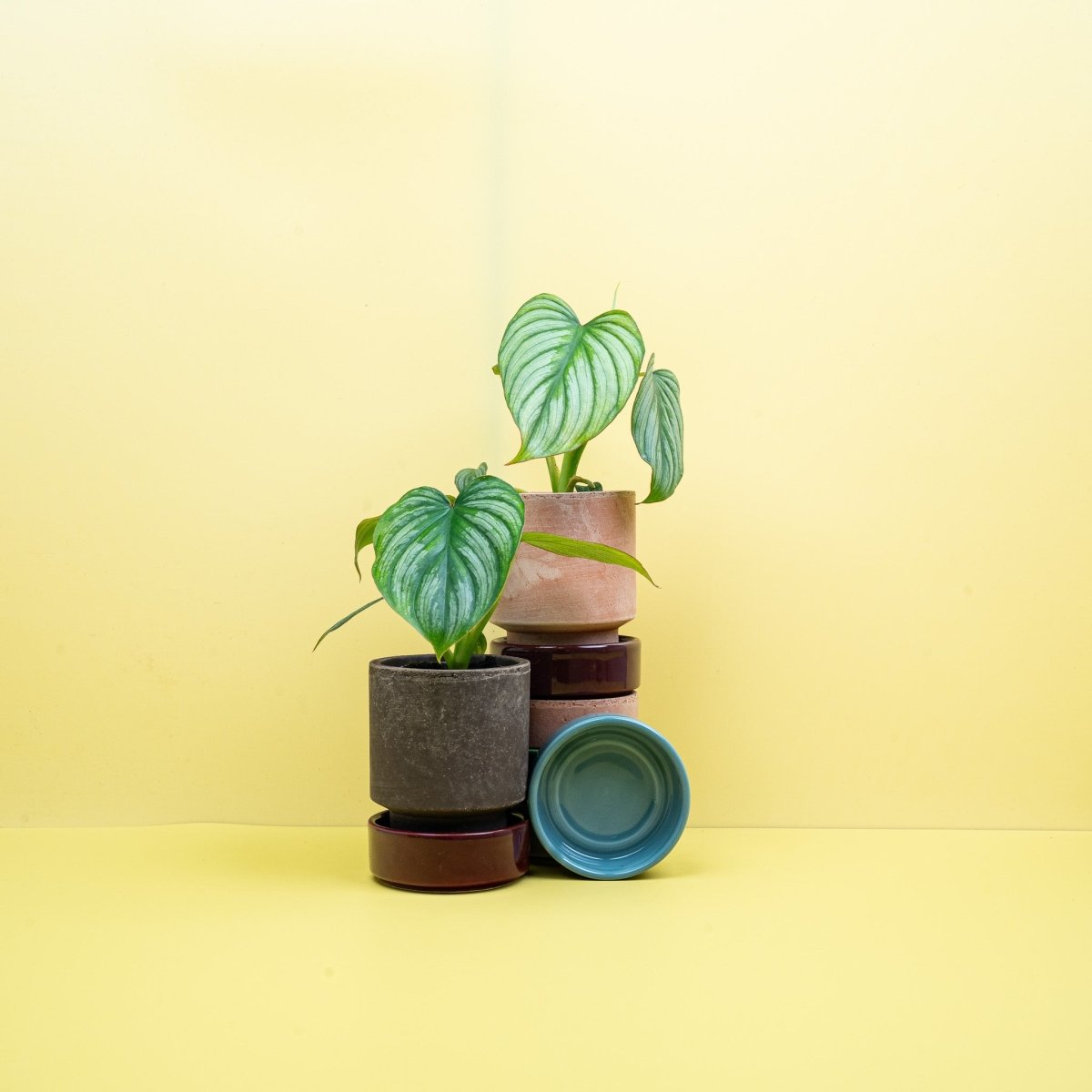 Philodendron Mamei – Ansicht 11