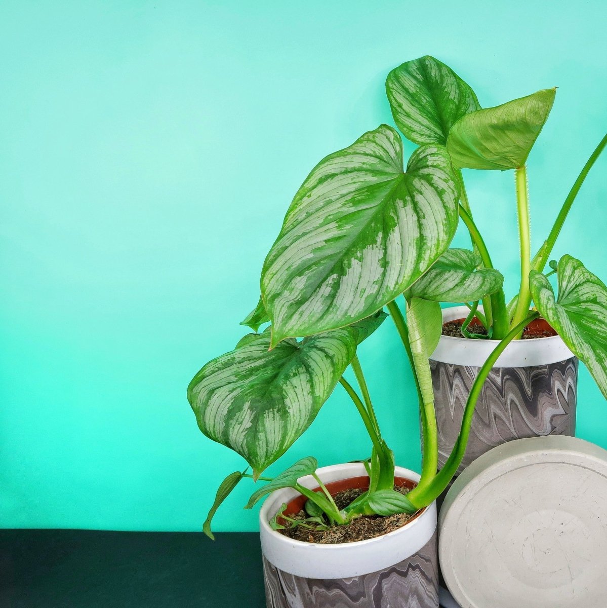Philodendron Mamei – Ansicht 10
