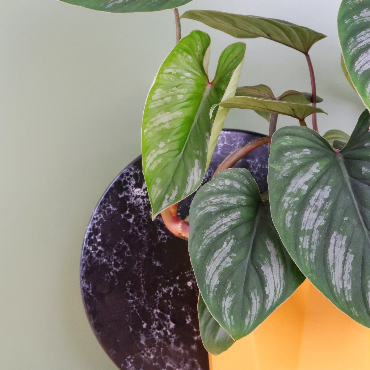 Philodendron Mamei, tropische Blattform