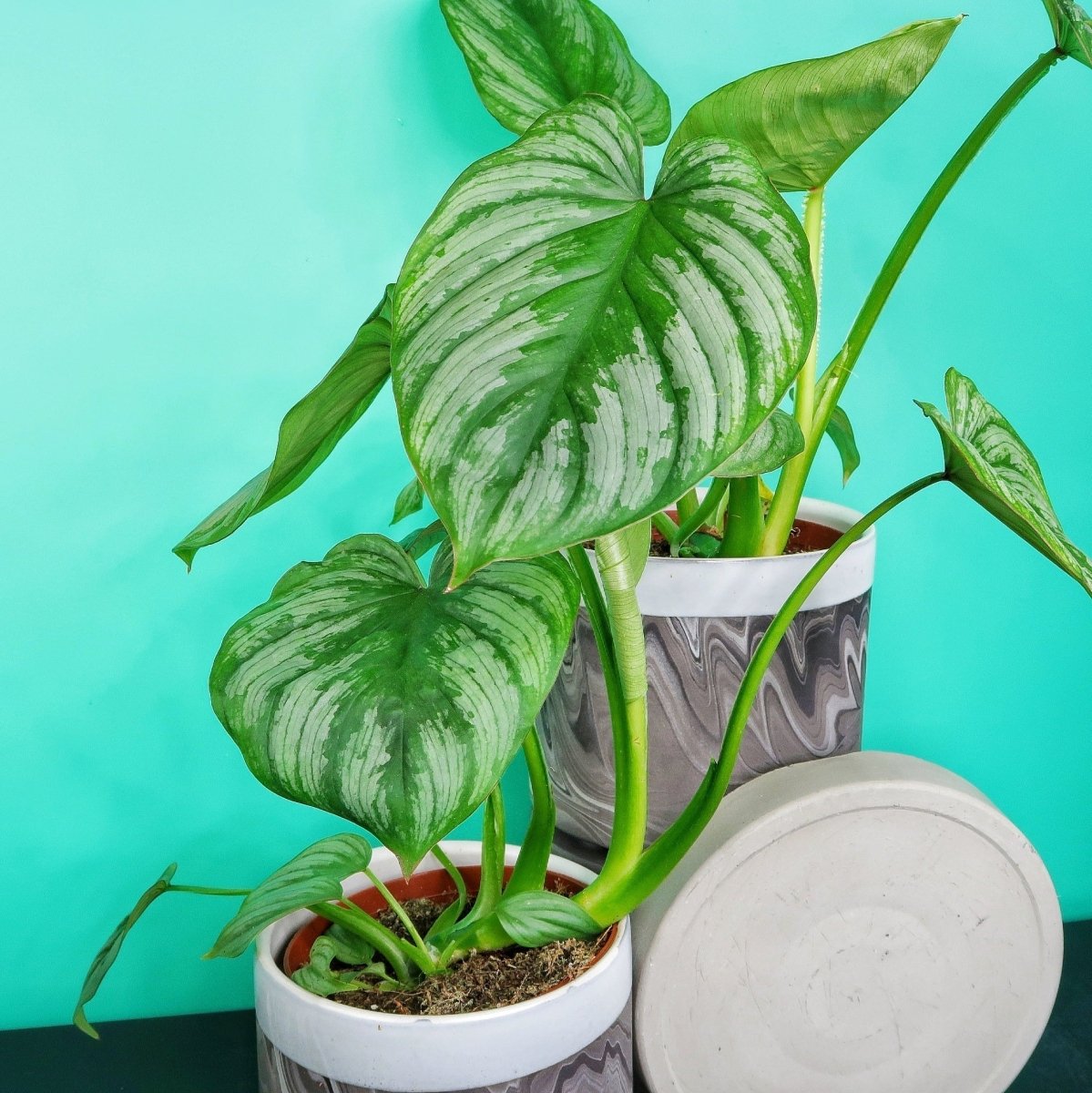 Philodendron Mamei – Ansicht 9