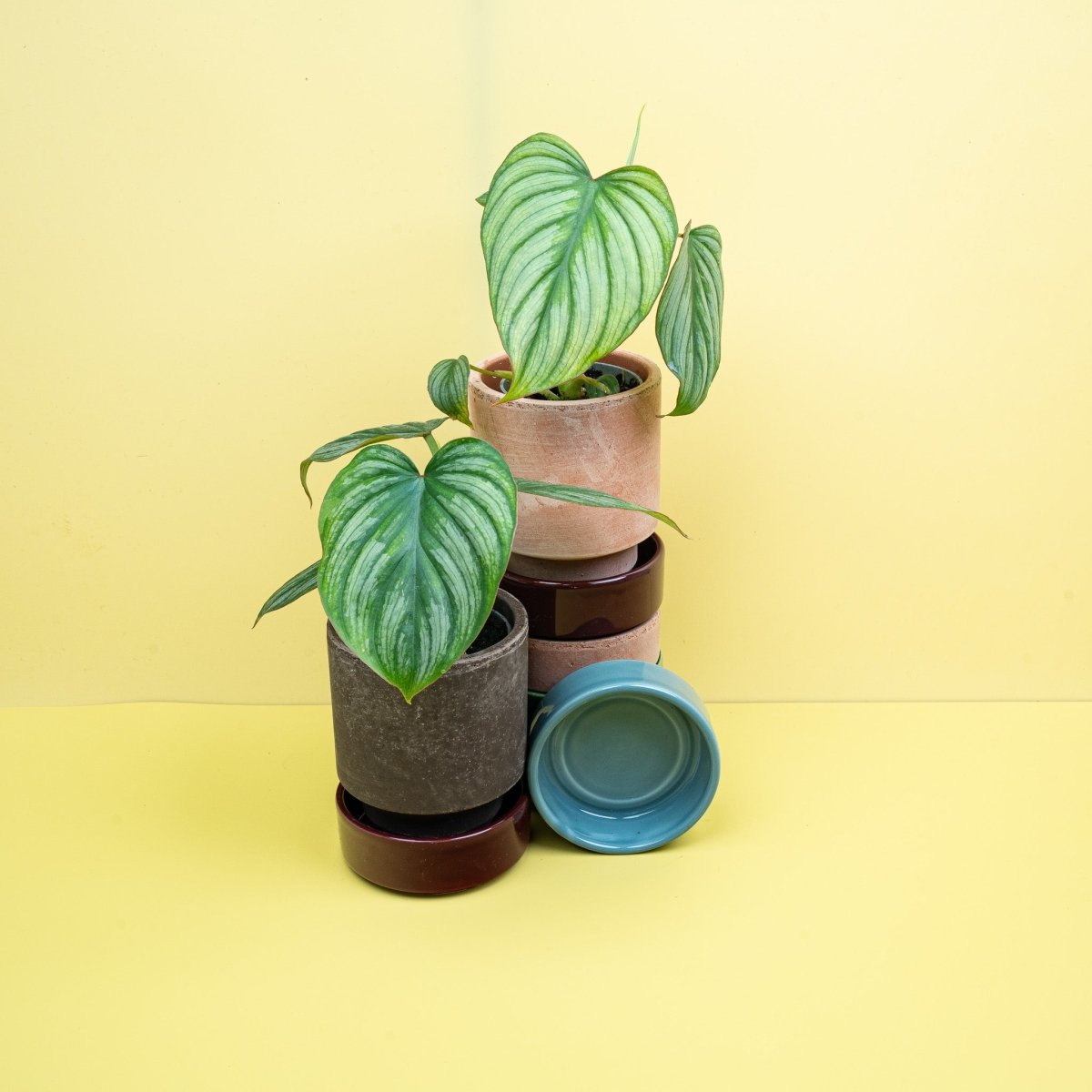 Philodendron Mamei – Ansicht 13
