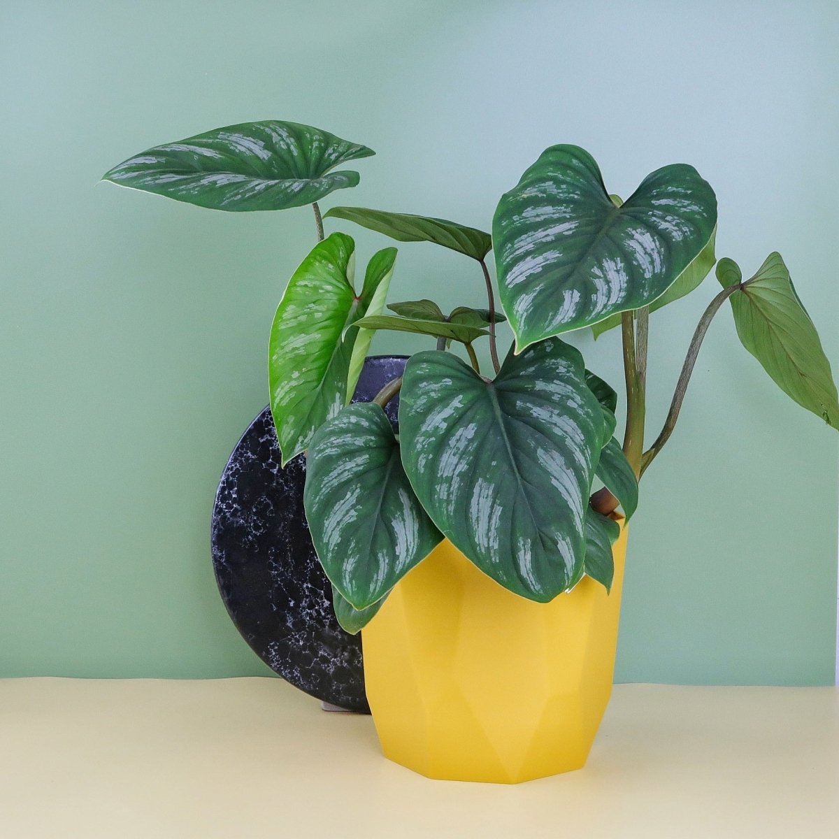 Philodendron Mamei – Zimmerpflanze mit silbrigen Blättern – potflourri