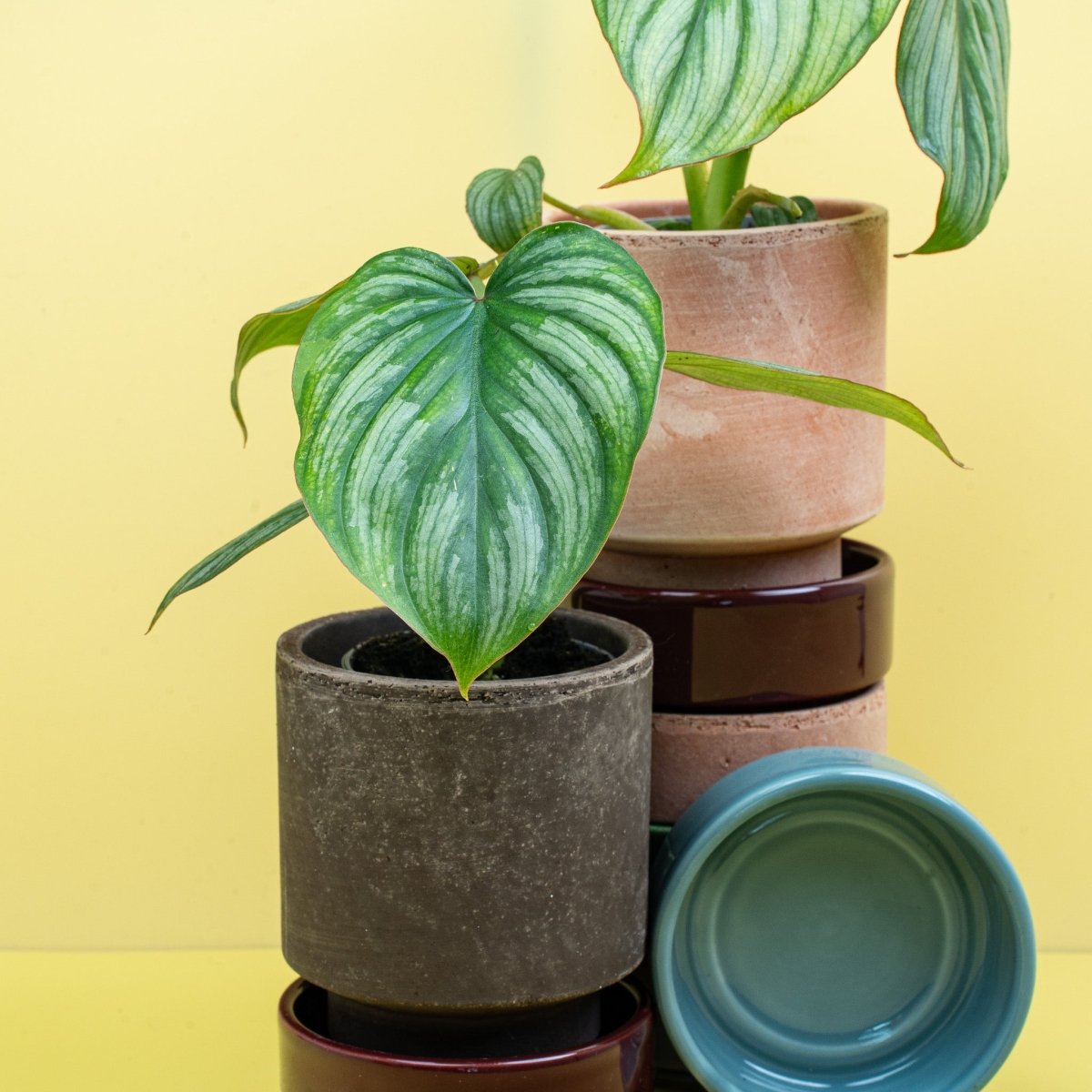 Philodendron Mamei – Ansicht 15