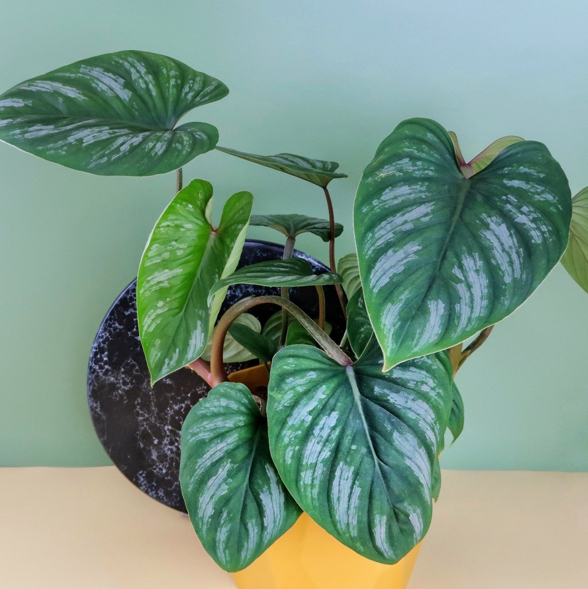 Philodendron Mamei – silbrige Musterung