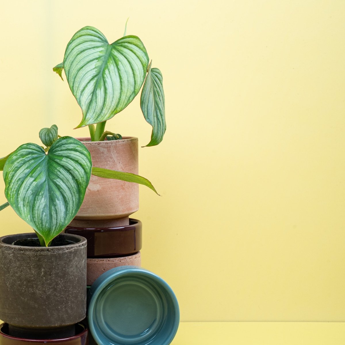 Philodendron Mamei – Ansicht 14