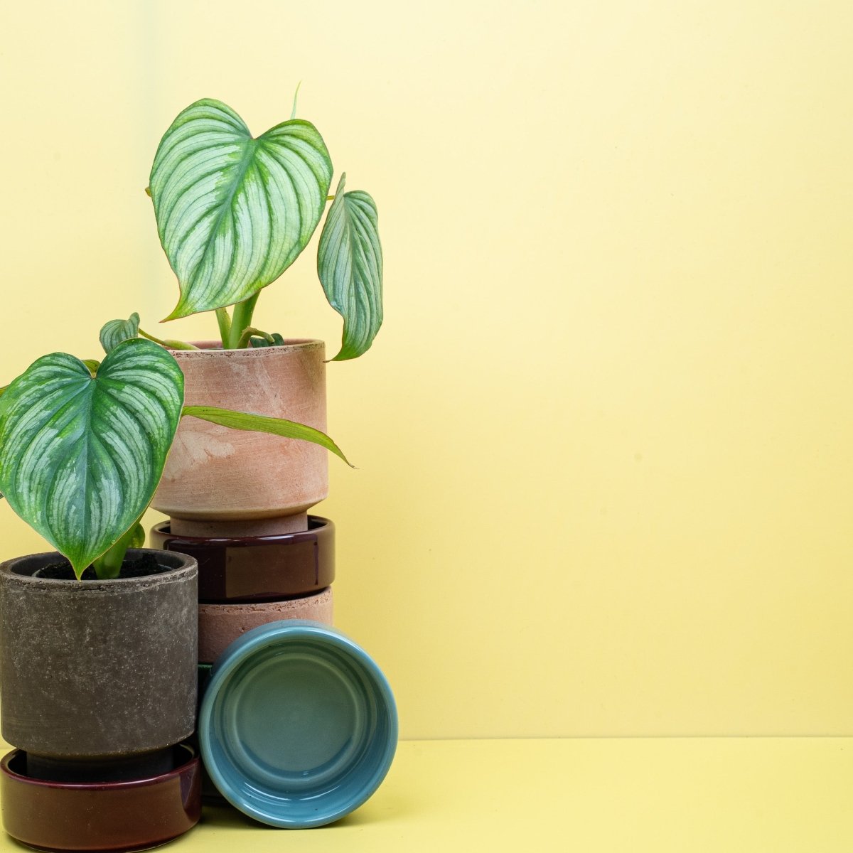 Philodendron Mamei – Ansicht 12