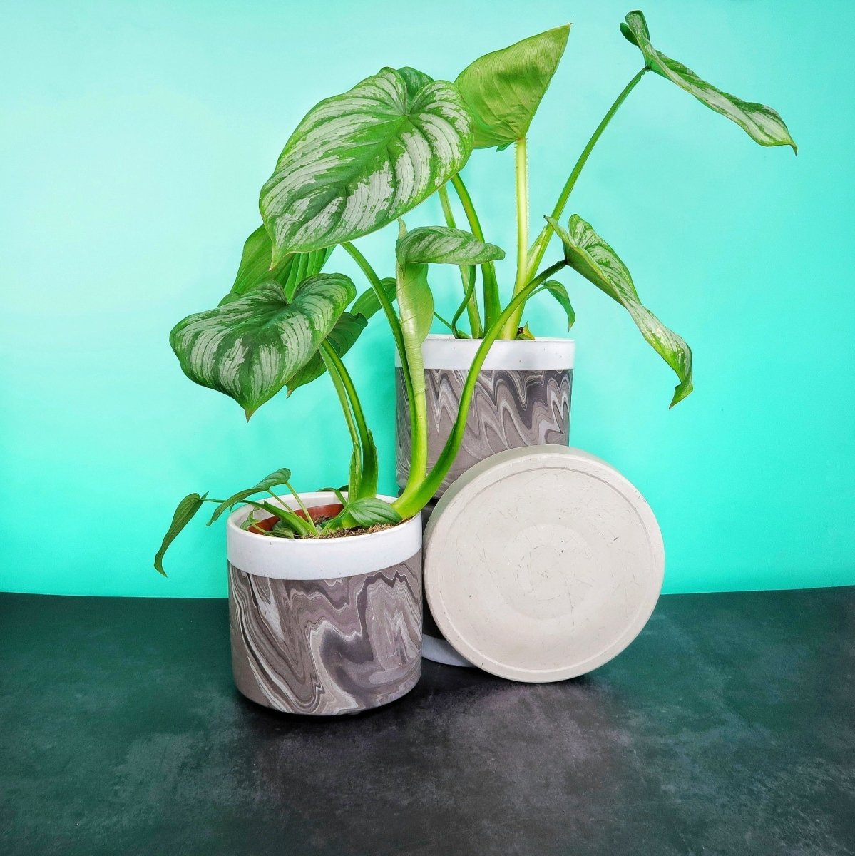 Philodendron Mamei – Ansicht 6