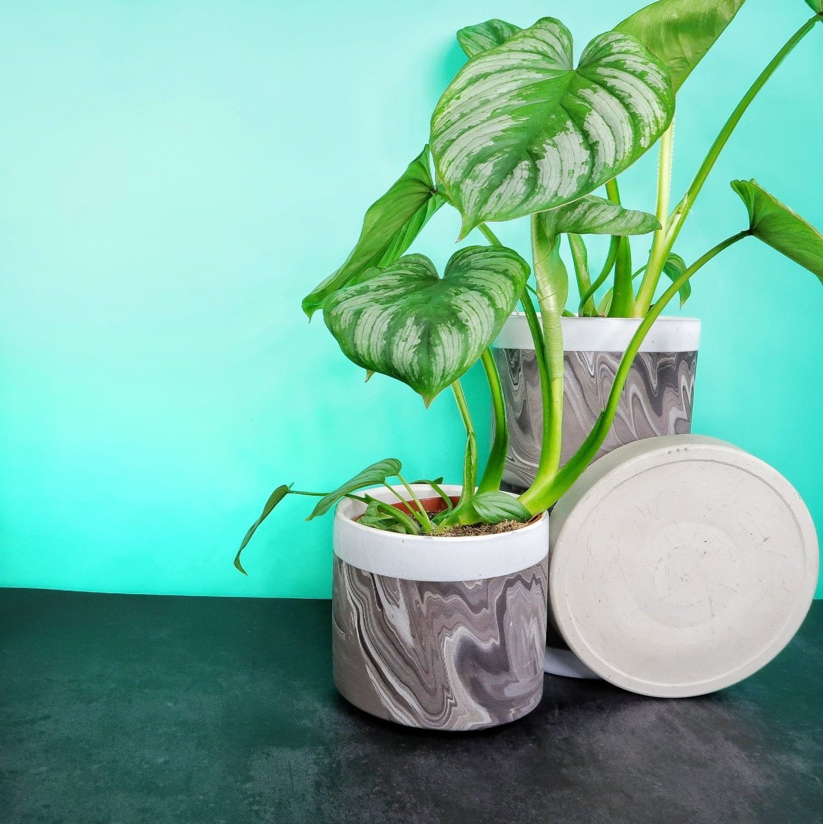 Philodendron Mamei – Ansicht 8