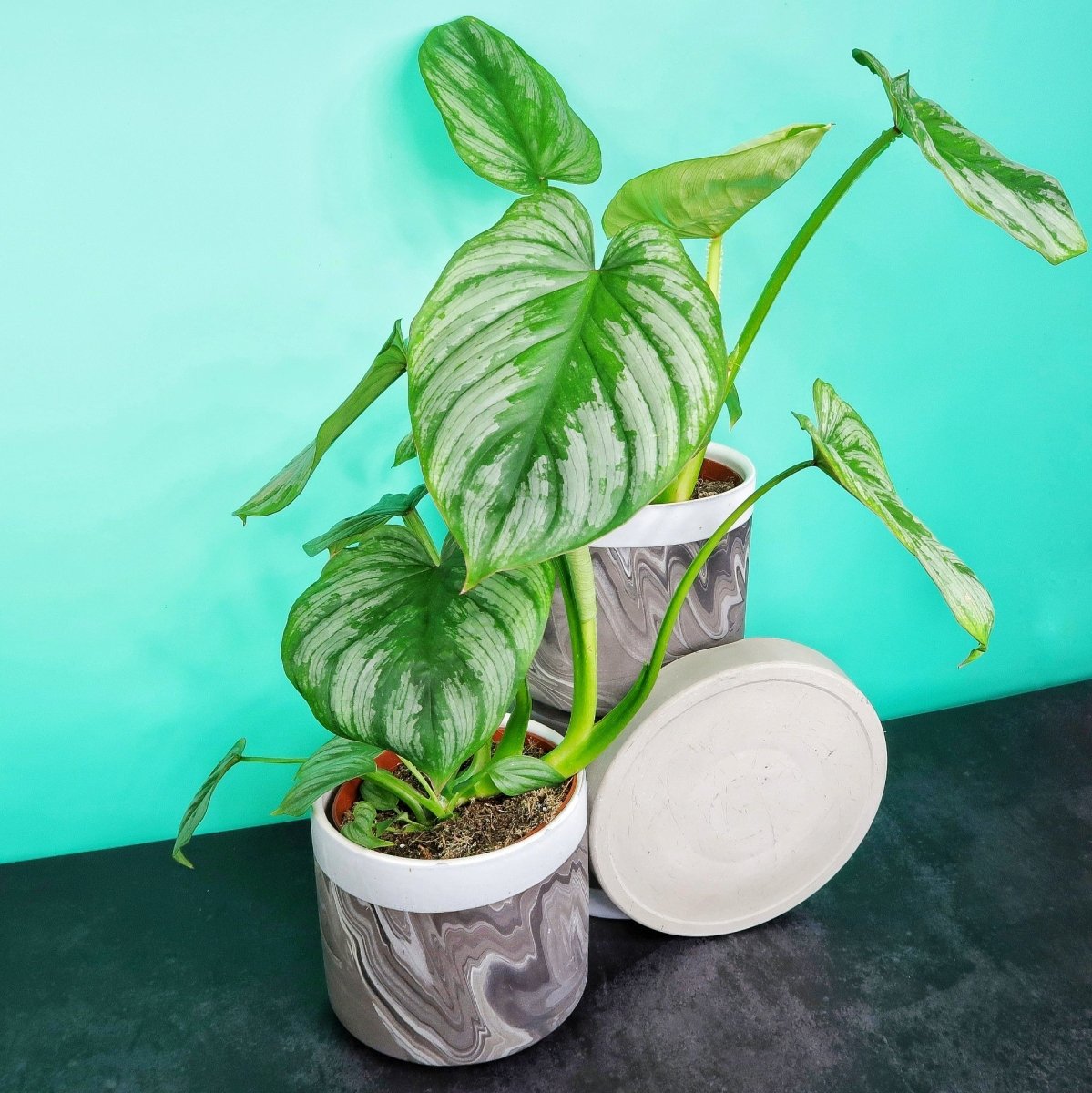 Philodendron Mamei – Ansicht 7