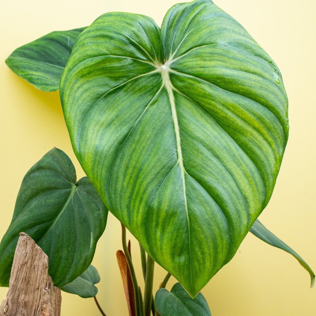 Philodendron McDowell, kräftige Wuchsform