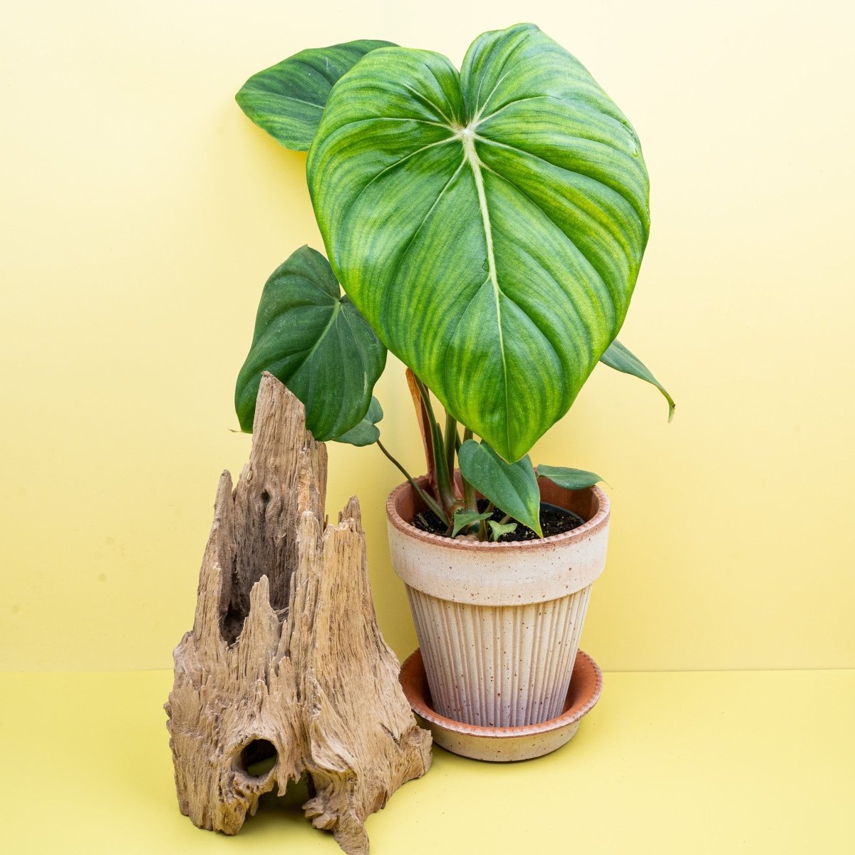 Philodendron McDowell, Gesamtansicht der Pflanze