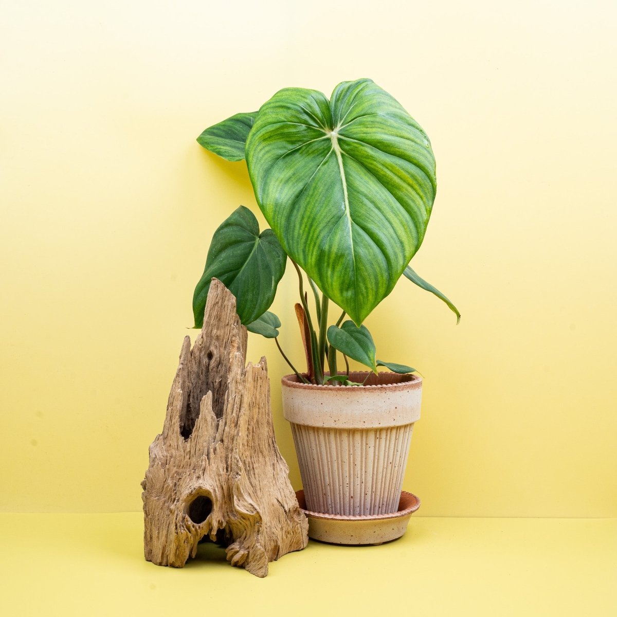 Philodendron McDowell, imposante herzförmige Blätter – potflourri