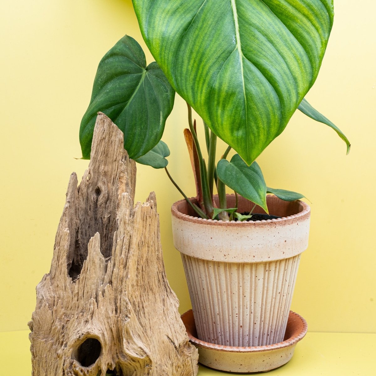 Philodendron McDowell, helle Blattadern im Detail