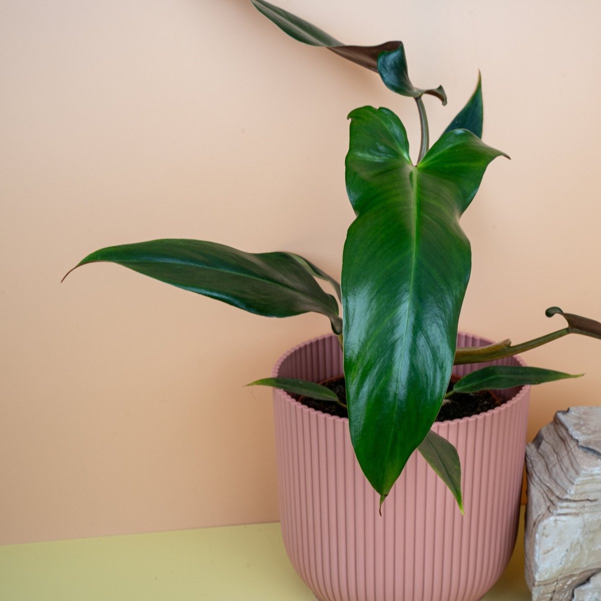 Philodendron Mexicanum, Gesamtansicht der Pflanze