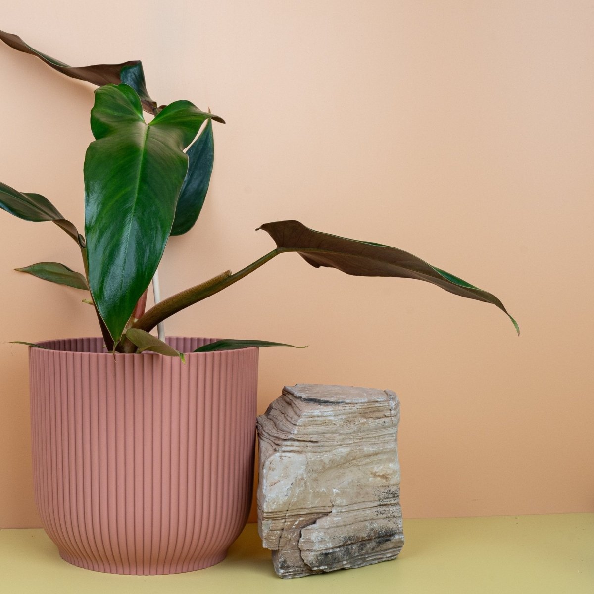 Philodendron Mexicanum, sattgrüne Blattfarbe im Detail